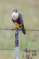 Aplomado Falcon